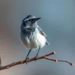 fairy wren symbolism and meaning