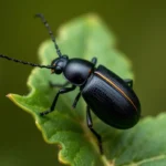 flea beetle symbolism and meaning