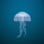 freshwater jellyfish symbolism and meaning