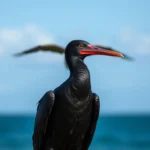 frigatebird symbolism and meaning