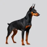 german pinscher symbolism and meaning