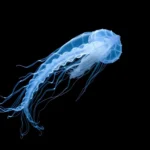 giant siphonophore symbolism and meaning