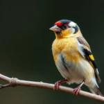 goldfinch symbolism and meaning