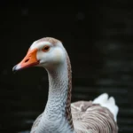 goose symbolism and meaning