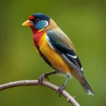 gouldian finch symbolism and meaning