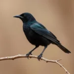 grackle symbolism and meaning