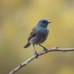 gray catbird symbolism and meaning