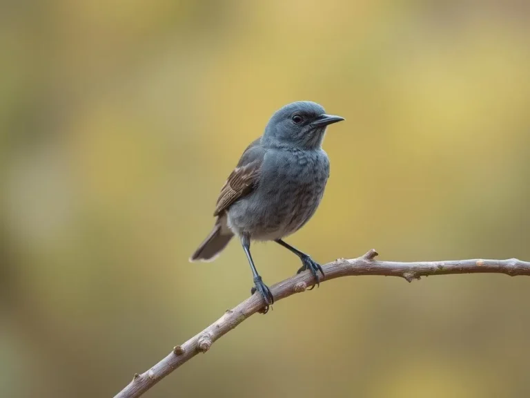 Gray Catbird: A Study in Symbolism and Spiritual Meaning