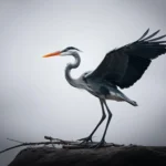 great blue heron symbolism and meaning