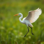 great egret symbolism and meaning