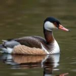 grebe symbolism and meaning