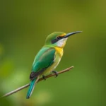 green bee eater symbolism and meaning