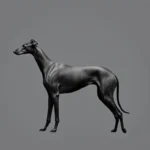 greyhound symbolism and meaning