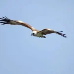 griffon vulture symbolism and meaning