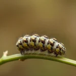 gypsy moth caterpillar symbolism and meaning