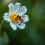 hairy footed flower bee symbolism and meaning