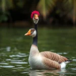 hawaiian goose symbolism and meaning