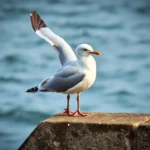 herring gull symbolism and meaning