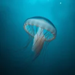 immortal jellyfish symbolism and meaning