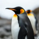 king penguin symbolism and meaning