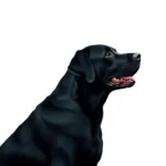 labrador retriever symbolism and meaning