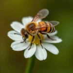 leafcutter bee symbolism and meaning