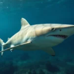 lemon shark symbolism and meaning