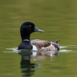 lesser scaup symbolism and meaning