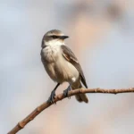 loggerhead shrike symbolism and meaning