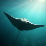 manta ray symbolism and meaning