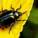 may beetle symbolism and meaning