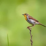 meadowlark symbolism and meaning