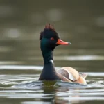 merganser symbolism and meaning