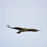 mississippi kite symbolism and meaning