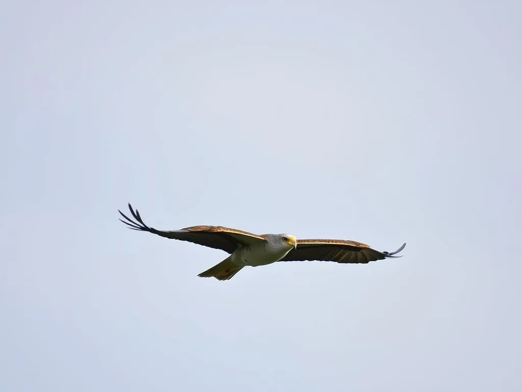 mississippi kite symbolism and meaning