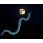 moonglow boa symbolism and meaning