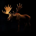 moose symbolism and meaning