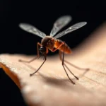 mosquito symbolism and meaning