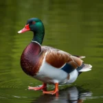 muscovy duck symbolism and meaning