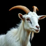 nigerian goat symbolism and meaning