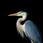 night heron symbolism and meaning