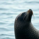 northern fur seal symbolism and meaning