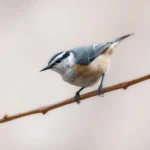 nuthatch symbolism and meaning