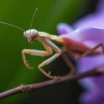 orchid mantis spirit animal