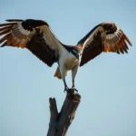 osprey symbolism and meaning