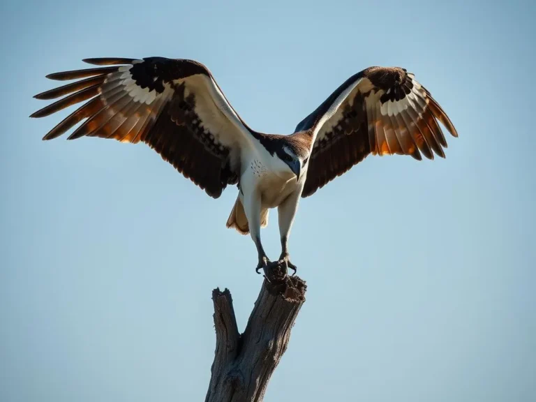 The Osprey: A Symbol of Duality and Resilience