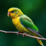 parrotlet symbolism and meaning