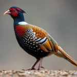 pheasant spirit animal