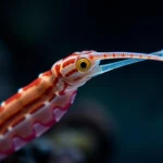 pipefish symbolism and meaning