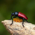 powderpost beetle symbolism and meaning